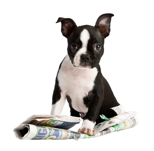 Black and White English Bulldog Puppy